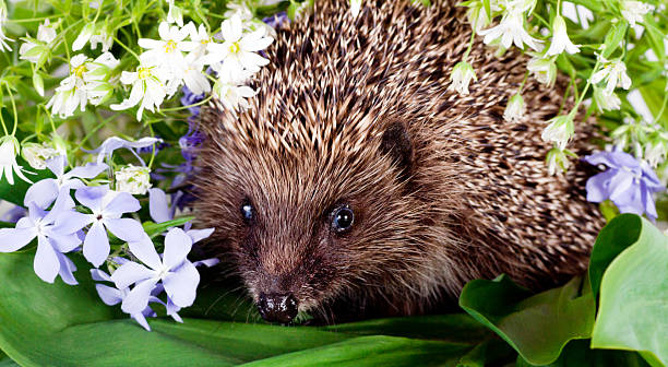 istock Hedgehog with wild flowers 177305188