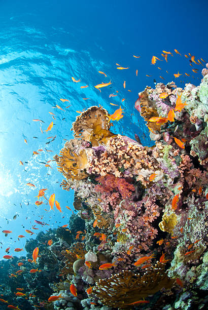 istock Vibrant and colourful underwater tropical coral reef scene, buzz 177305471