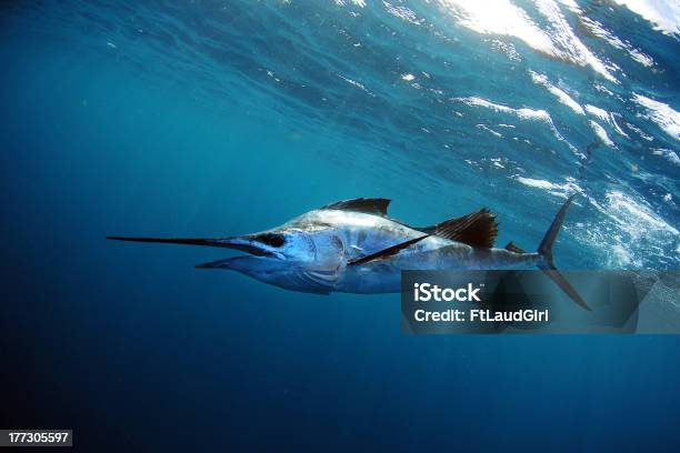 Sailfish Underwater In Blue Water Foto de stock y más banco de imágenes de Pez vela - Pez vela, Pescar, Industria de la pesca