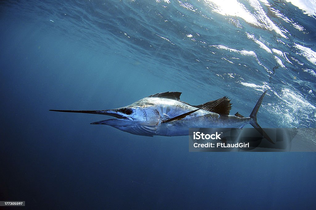 Sailfish sous l'eau dans l'eau bleue - Photo de Poisson-voilier libre de droits