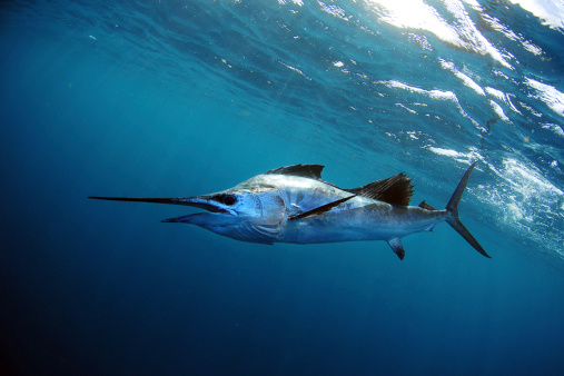 sailfish in blue water in ocean