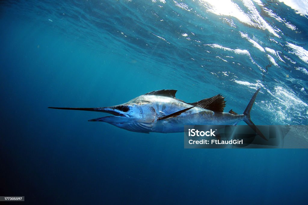 Agulhão Vela debaixo d'água em água azul - Foto de stock de Agulhão Vela royalty-free