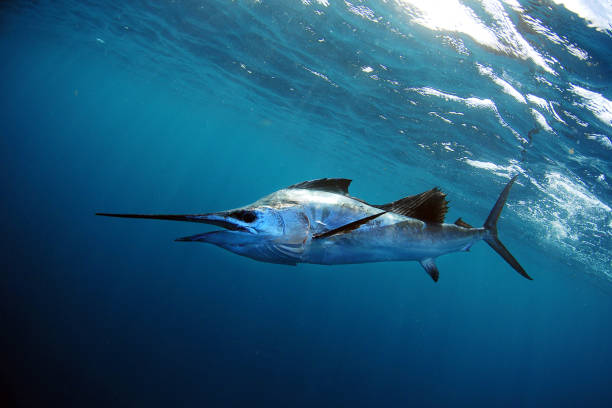 agulhão vela debaixo d'água em água azul - fishing fishing industry sea fish - fotografias e filmes do acervo