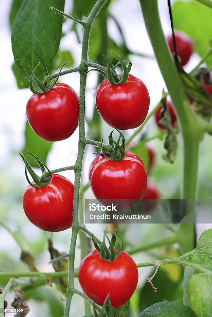 Świeże, dojrzałe pomidory na rośliny - Zbiór zdjęć royalty-free (Pomidor - Roślina)