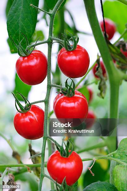 Świeże Dojrzałe Pomidory Na Rośliny - zdjęcia stockowe i więcej obrazów Pomidor - Roślina - Pomidor - Roślina, Fotografika, Gałąź - część rośliny