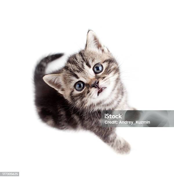 Scottish Or British Gray Kitten Top View Isolated Stock Photo - Download Image Now - Animal, Cute, Directly Above