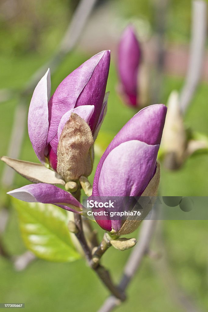 Nahaufnahme von Farbe magnolia Blumen - Lizenzfrei Baum Stock-Foto