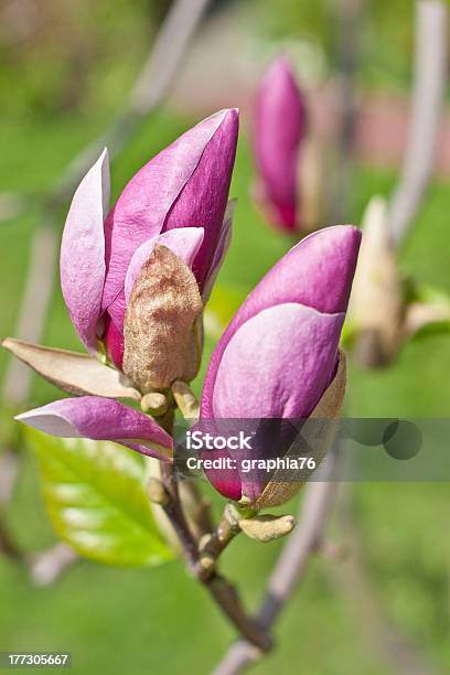 Foto de Closeup De Flores De Cor Magnolia e mais fotos de stock de Azul - Azul, Cabeça da flor, Céu - Fenômeno natural
