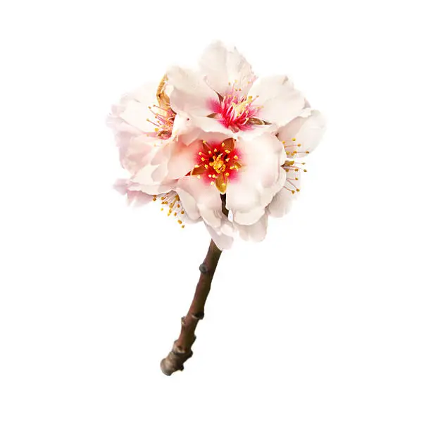 The almond tree pink flowers with branch isolated on white background