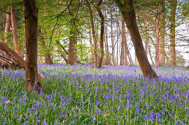 istock Bright fresh colorful Spring bluebell wood 177306081