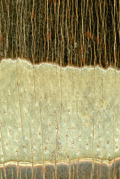 Close up of textures on bark stock photo
