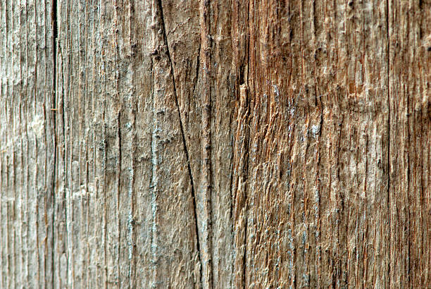 Close up of textures on bark stock photo