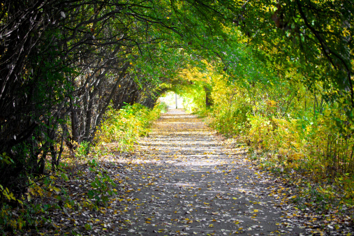 Walkway with trees