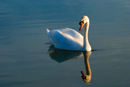 Swan In A River In Windsor