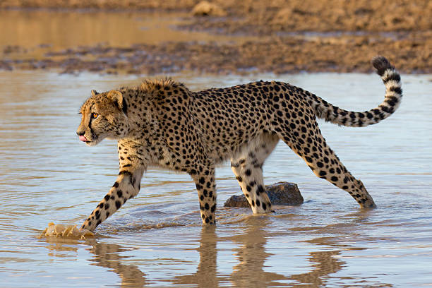 istock Cheetah in water, South Africa 177306697
