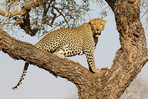 istock Male Leopard in tree, South Africa 177306738