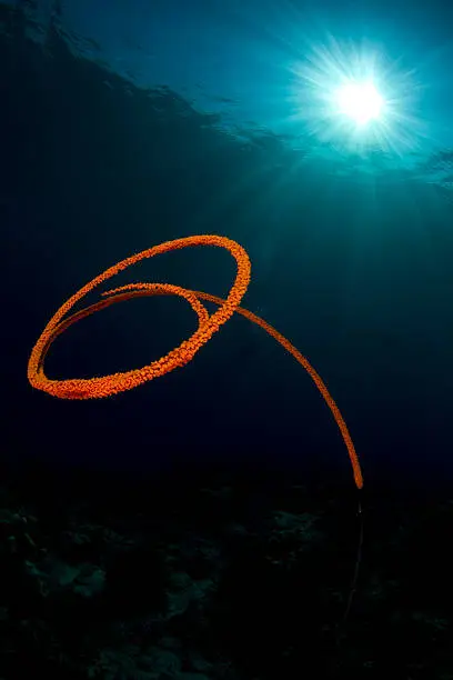 "whip-coral against the sunbeams, cirrhipathes spp., diver, Komodo National Park"