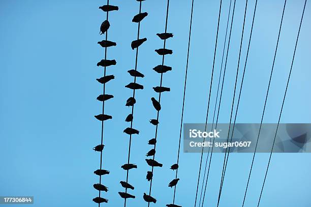 Piccioni Sedersi Su Cavi Elettrici Contro Il Cielo Blu - Fotografie stock e altre immagini di Animale