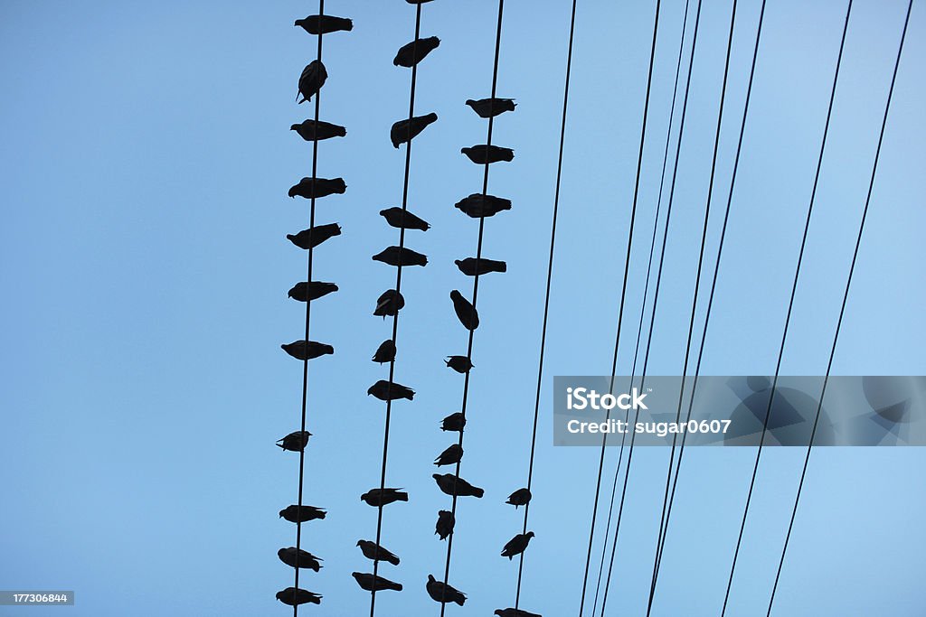 Pigeons sentado em fios de eletricidade contra céu azul - Foto de stock de Animal royalty-free