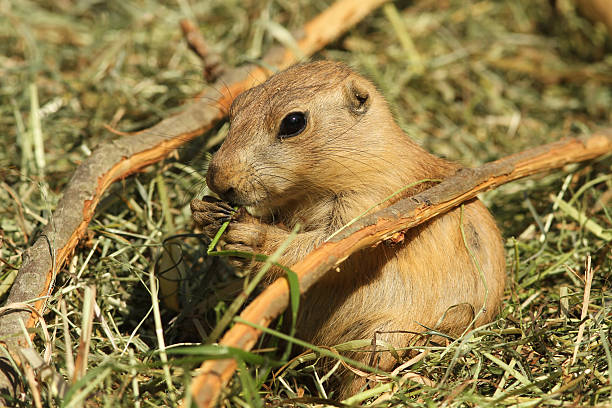 istock Little prairie dog eating 177307069