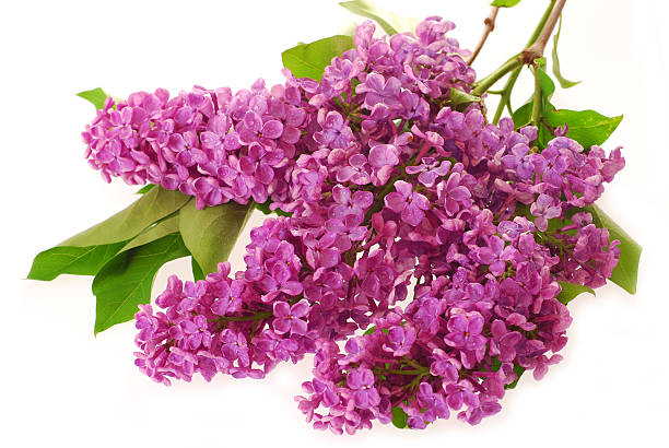 istock branch of purple lilac isolated on white 177307080