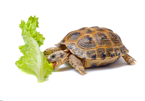 istock Overland turtle and salad sheet 177307206