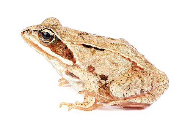 istock The European Common Brown Frog. 177307246