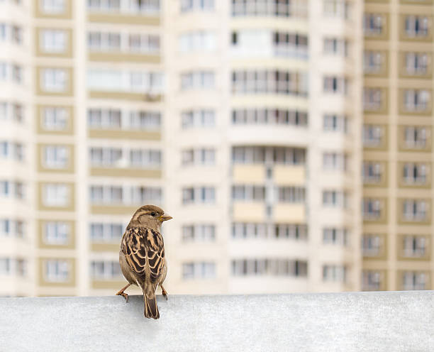 Small bird in front of new house