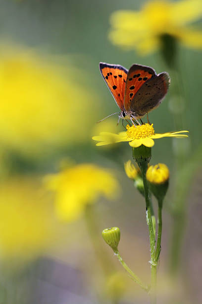 istock Red butterfly Scarce Copper, Lycaena virgaureae 177307588