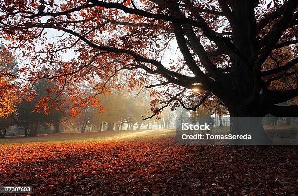 Autumn Tree の公園 - かすみのストックフォトや画像を多数ご用意 - かすみ, オレンジ色, カラフル