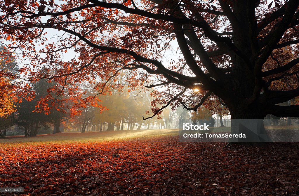Árvore de outono no parque - Royalty-free Ajardinado Foto de stock