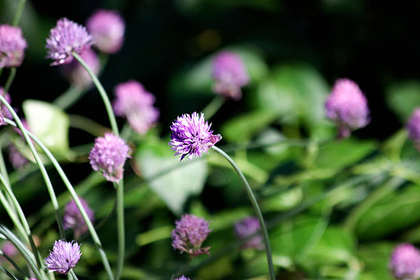 Chives Chives in the garden. chives allium schoenoprasum purple flowers and leaves stock pictures, royalty-free photos & images