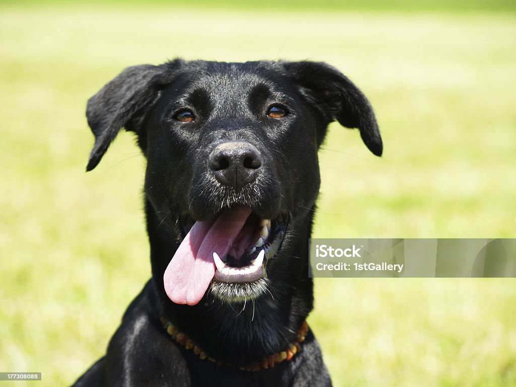 black dog in the meadow, close-up, labrador mixed breed "black dog in the meadow, close-up, (5), labrador mixed breed" Animal Mouth Stock Photo