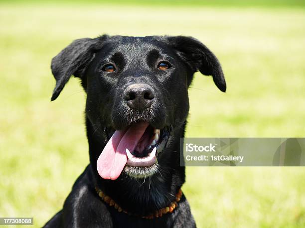 Black Dog In The Meadow Closeup Labrador Mixed Breed Stock Photo - Download Image Now