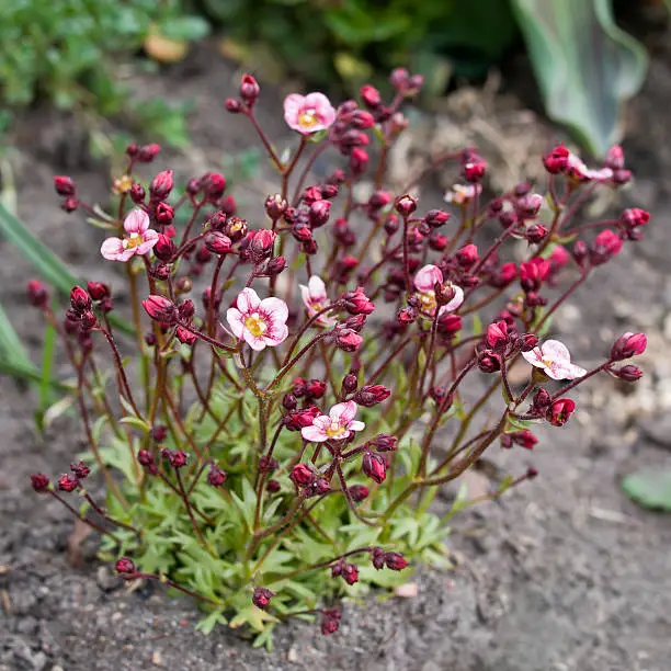 Saxifrage blossom in the natural environment