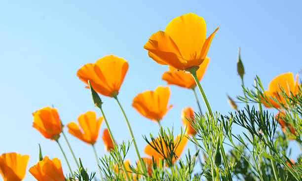 istock orange poppies against blue sky 177308277