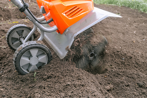 Electric cultivator with fast spinning knives. Loosening the soil in vegetable garden.