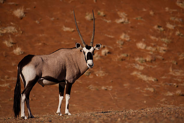 istock Gemsbok oryx antelope in red desert 177308535