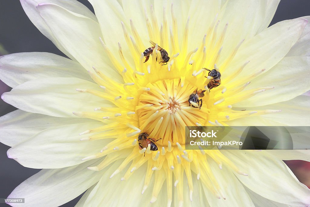 water lily, lotus - Lizenzfrei Baumblüte Stock-Foto