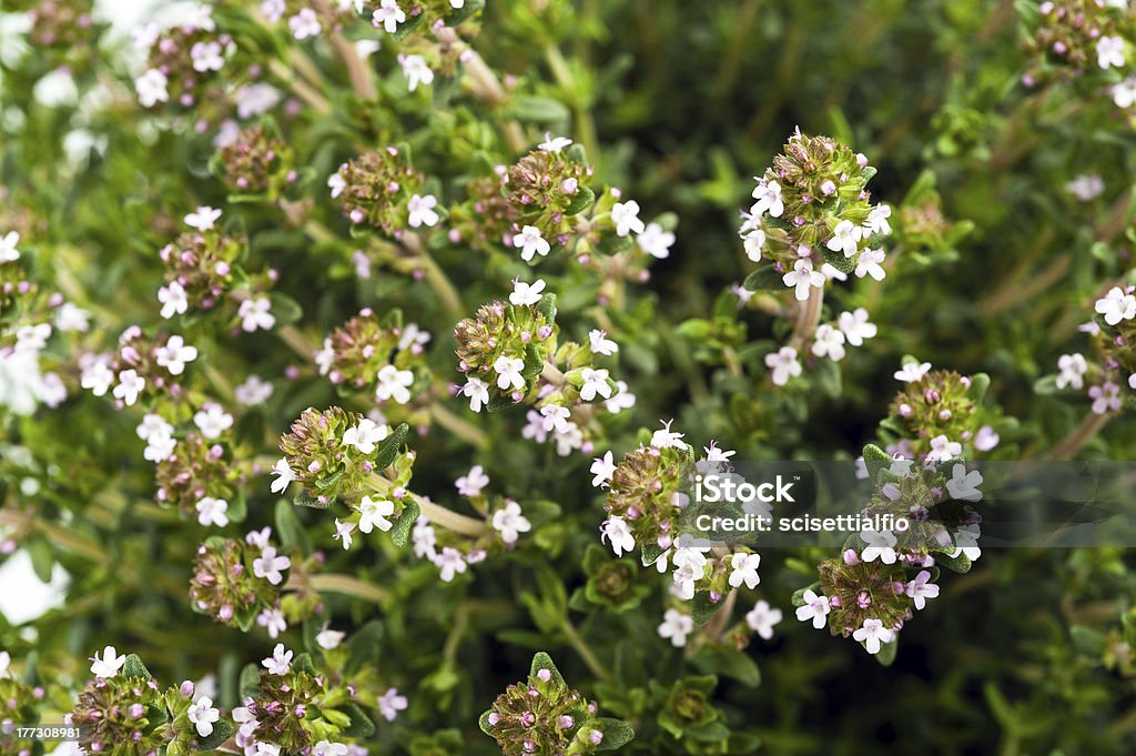 Thyme flowers "Thyme,aromatic herb in bloom" Agriculture Stock Photo