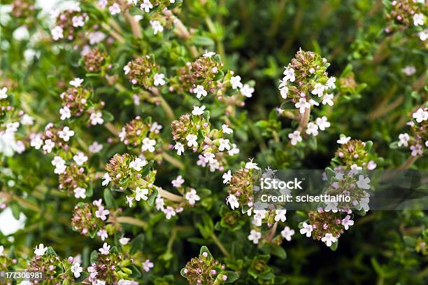 Thyme Flowers Stock Photo - Download Image Now - Agriculture, Food, Food and Drink