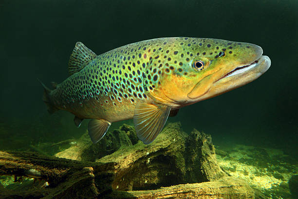 die brown trout (salmo trutta). - brown trout stock-fotos und bilder