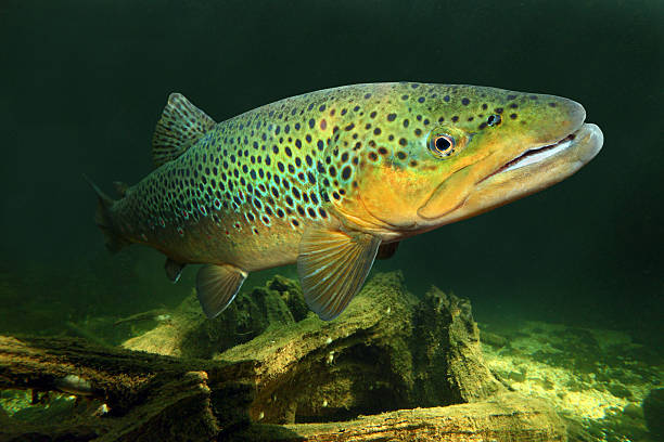 Underwater photo of The Brown Trout (Salmo Trutta) in a mountain lake. 
