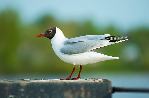 Seagull on a green blurred background stock photo