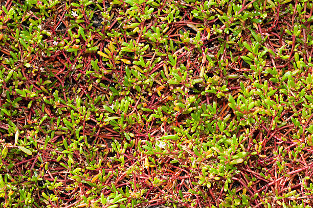 istock green plants growing on volcanic rock 177309325