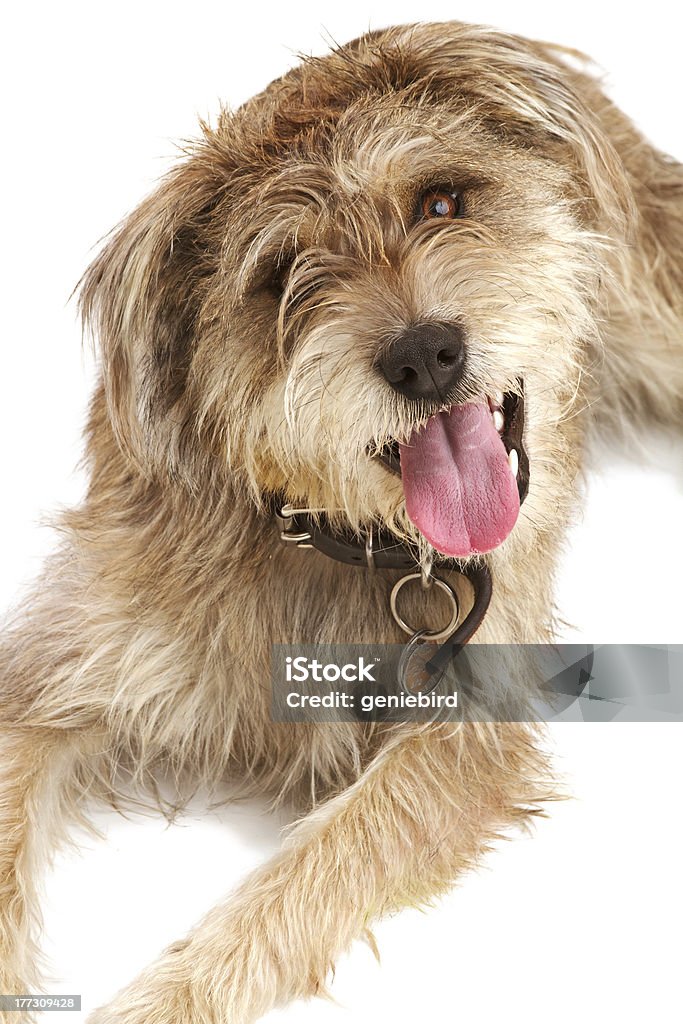Cute shaggy dog looking up at you "Cute shaggy mixed breed dog with a friendly expression sits looking up at camera. It has floppy ears, beige fur, and a dark leather collar with a dog tag. Isolated on white background, vertical with copy space." Animal Stock Photo