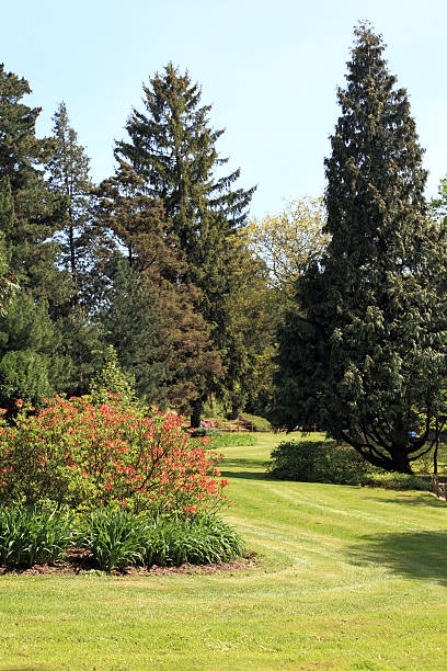 istock Meadow on the Arboretum in spring 177309623