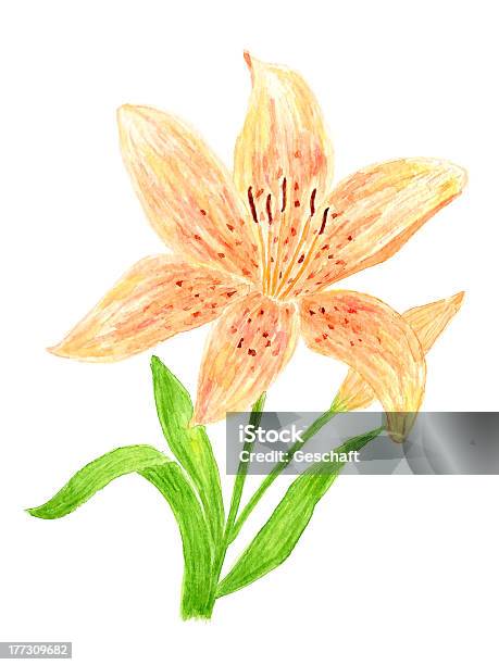 Ilustración de Lily Flower Acuarela y más Vectores Libres de Derechos de Arte - Arte, Arte cultura y espectáculos, Cabeza de flor
