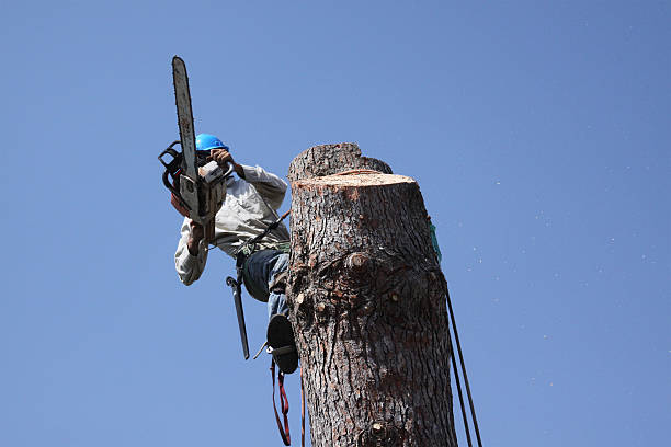 Dangerous Jobs Tree Trimmer stock photo