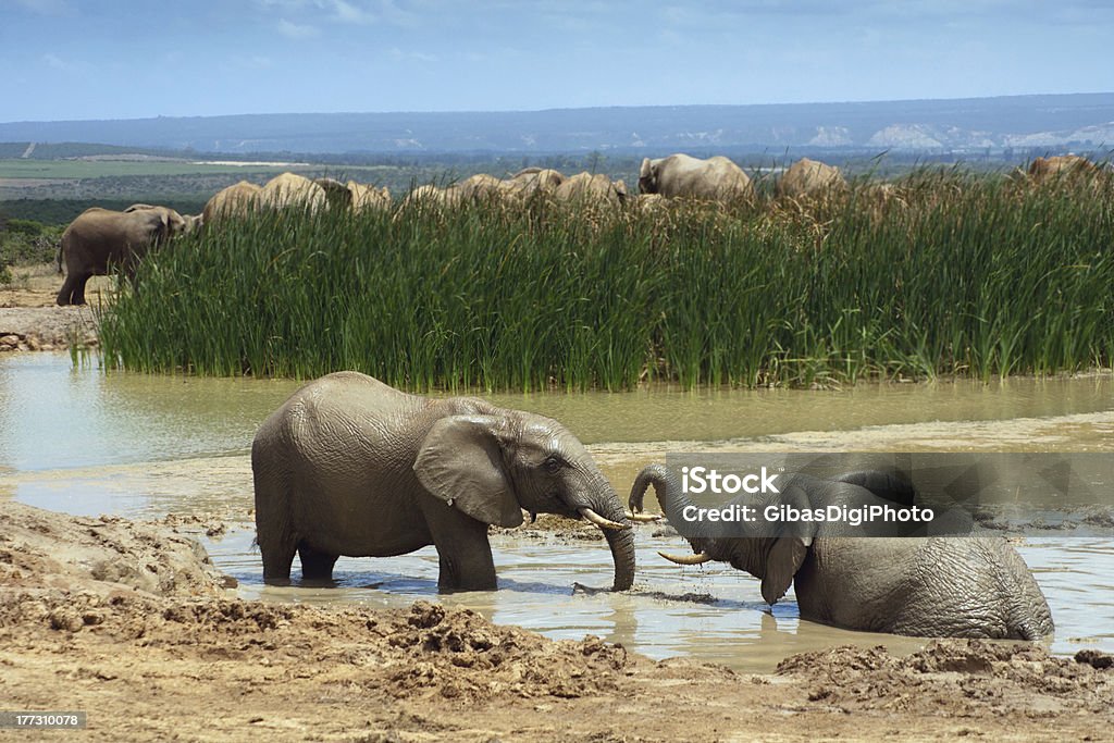 두 명의 젊은 아프리카 코끼리 네이선거리의 물 호울 - 로열티 프리 갈색 스톡 사진